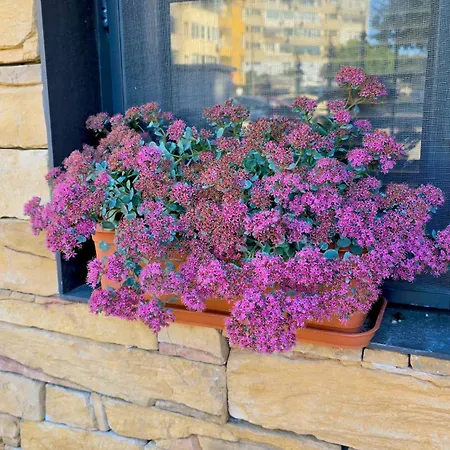 Апартаменты Morava 1 Asparuhovo House Варна